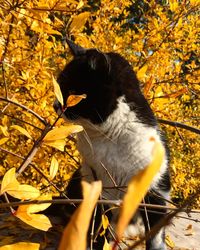 Leaves on tree trunk