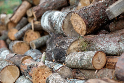 Stack of logs in forest