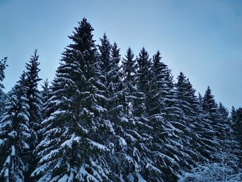 Pine trees in forest against sky