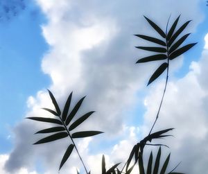 Low angle view of palm tree against sky