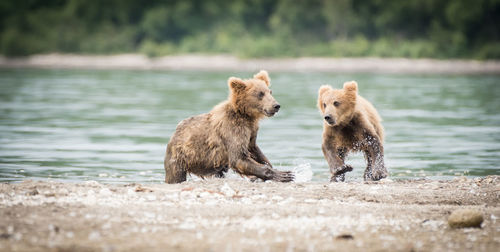 Bear cubs at riverbank