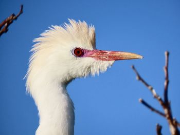 Close-up of a bird against clear blue sky