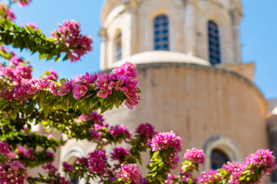 Close-up of pink flowering plant against building