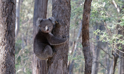 Portrait of an australian koala animal clinging to tree trunk in forest