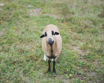 View of an animal on field