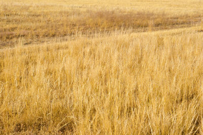 View of wheat field