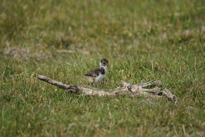 View of a bird on land