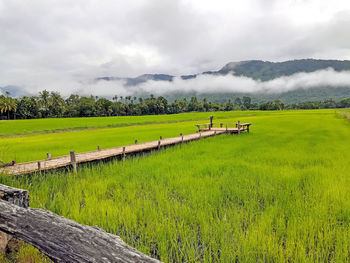 Scenic view of agricultural field against sky