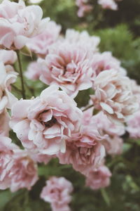 Close-up of pink flowers