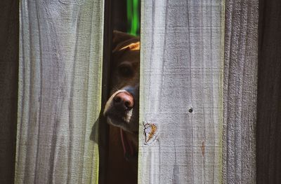 Close-up of dog looking through window