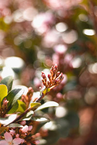 Close-up of pink flowering plant