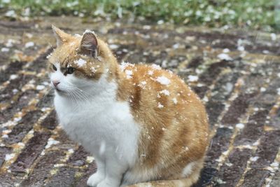 Close-up of a cat looking away in snow 