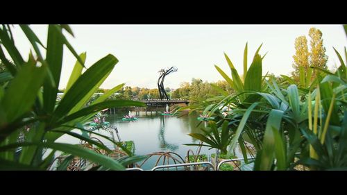 Plants by trees against sky