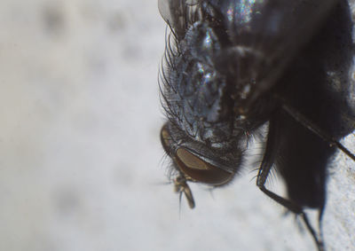 Close-up of insect