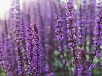 Close-up of purple lavender flowers