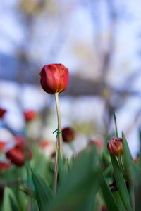 Close-up of red flowering plant