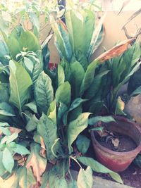 Full frame shot of green leaves