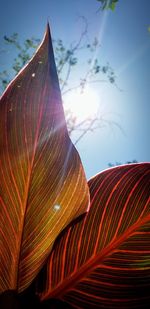 Close-up of plant against sky