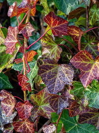 Full frame shot of leaves