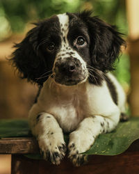 Portrait of cute puppy sitting outdoors