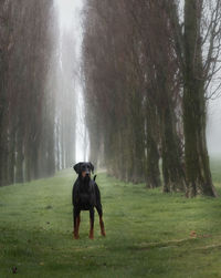 Dog in a forest