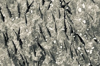 Full frame shot of frozen water