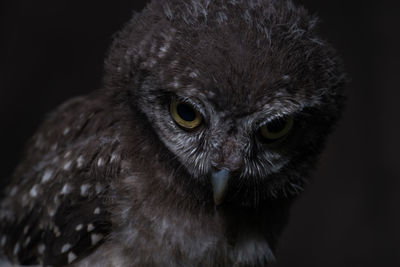 Close-up portrait of owl