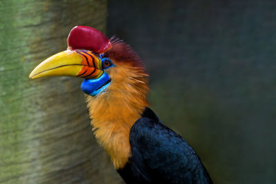 Close-up of a bird