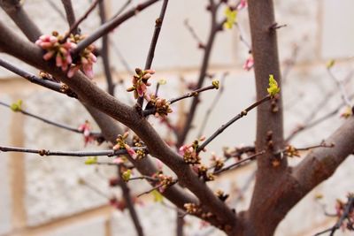 Close-up of cherry blossoms in spring