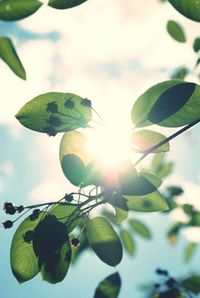 Low angle view of plant against sky