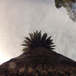 Low angle view of palm trees against sky