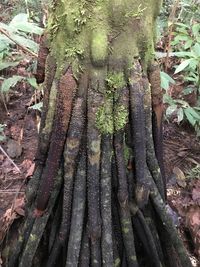 Close-up of tree trunk in forest