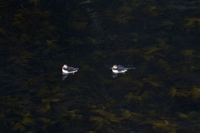 High angle view of ducks swimming in lake
