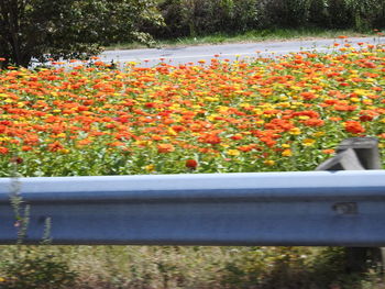 Flowers blooming outdoors