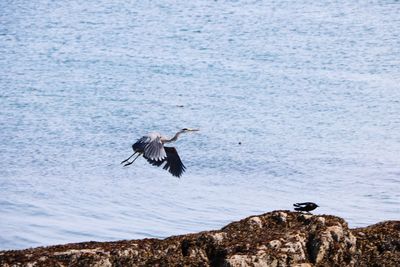 Bird flying over rock