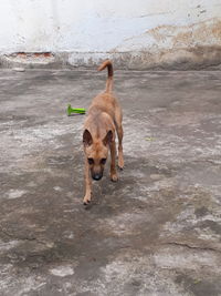 Dog standing in water