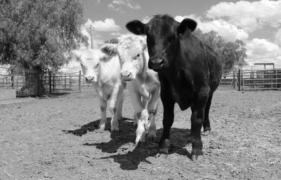 Horses standing in ranch