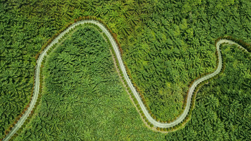 Aerial view of road amidst trees