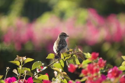 Bird perching on pink flower