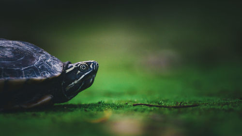 Close-up of lizard on land