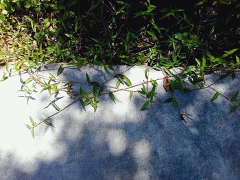 High angle view of plant on field