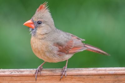 Brown bird perching on wooden surface