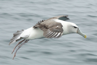 Bird flying over white background