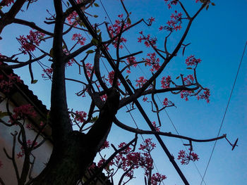 Low angle view of cherry blossoms against sky