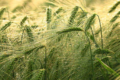 Close-up of wheat growing on field