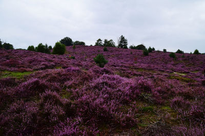 Scenic view of flowering plants on field against sky