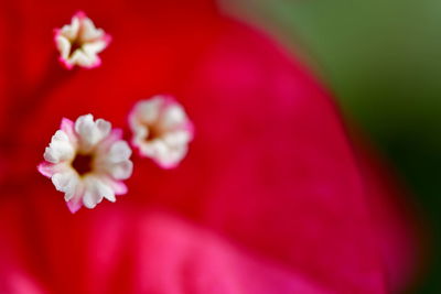 Close-up of red flower blooming outdoors