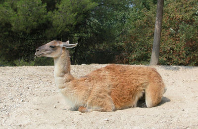 View of deer in zoo