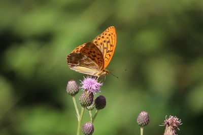 Close-up of butterfly pollinating on purple flower