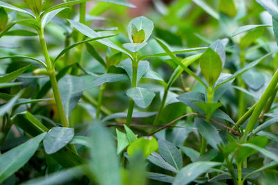 Close-up of plant growing on field